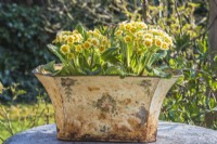 Primulas affichés dans un pot peint en détresse