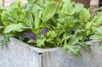 Feuilles de salade orientales mixtes poussant dans un vieux pot en métal