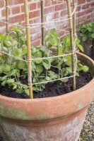 Pisum sativum - Mange tout planté en pot avec support canne et ficelle