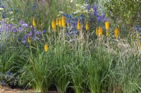 Jardin emblématique des héros horticoles. Une prairie vivace résistante au climat. Hampton Court Flower Festival 2021. Kniphofia 'Mango Popsicle' en combinaison avec des graminées ornementales, de l'eryngium et de la catanache.
