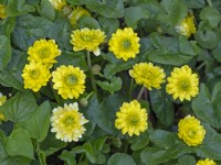 Ranunculus ficaria 'Flore Pleno' Mi-avril Norfolk
