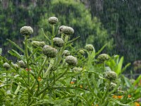 Cynara cardunculus 'Green Globe' - Artichaut sous la pluie