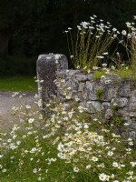 Oxeye daisy - Leucanthemum vulgare poussant sur et autour d'un mur de pierres sèches dans le jardin de Cornouailles Juillet