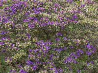 Rhododendron 'Blue Silver' mi-avril Norfolk