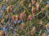 Acer negundo var. violaceum avril Norfolk