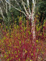 Cornus sibirica - Cornouiller - nouvelles feuilles sur des tiges rouges, derrière l'écorce blanche d'un Betula utilis var. jacquemontii avril