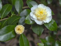 Camellia x williamsii 'Jurys Jaune' Avril