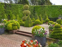 Le jardin hollandais avec topiaire fort coupé et haies de charme à Old Vicarage, East Ruston