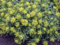 Euphorbia epithymoides Mi-avril Norfolk