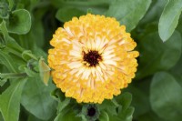 Calendula officinalis 'Art shades' - Pot Marigold
