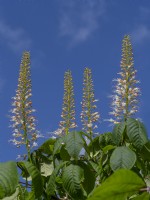 Aesculus parviflora - Bottlebrush Buckeye floraison fin juillet été