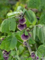 Amicia zygomeris - Amicia à feuilles de joug Fin juillet Été