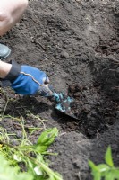 Utiliser une truelle pour ajouter de la matière organique bien décomposée dans un trou de plantation