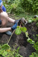 Femme plantant une plante de rhubarbe en pot 'Victoria' dans le sol
