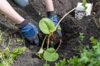 Planter une plante de rhubarbe 'Victoria' en pot dans le sol