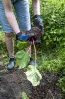 Femme plantant une plante de rhubarbe en pot 'Victoria' dans le sol