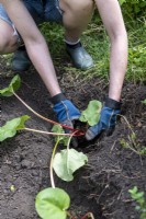 Femme plantant de la rhubarbe 'Victoria' dans le sol