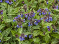 Pulmonaria 'Weetwood Blue' en fleur mi-avril Norfolk