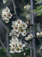 Pyrus salicifolia 'Pendula' - Poire à feuilles de saule pleureur Mi-avril Norfolk
