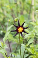 Dahlia 'Obsidienne de Verrone' - Honka Black dahlia