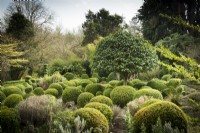 Le fort jardin à Chambre basse, Powys en mars avec laurier portugais en forme de parapluie central, Prunus lusitanica.