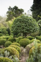 Le fort jardin à Chambre basse, Powys en mars avec laurier portugais en forme de parapluie central, Prunus lusitanica.