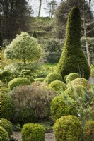 Fort jardin avec if taillé et houx panaché à la Chambre basse, Powys en mars