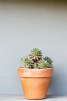 Les Sempervivums reposent toute l'année dans un pot en terre cuite dans un théâtre végétal peint en gris.