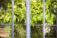 Oranger de Séville, vu à travers la fenêtre brumeuse de l'orangerie.
