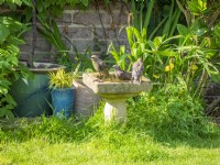 Jeunes étourneaux utilisant le bain d'oiseau de jardin