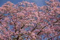 Magnolia x campbellii floraison en mars
