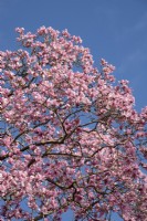 Magnolia x campbellii un arbre champion qui fleurit en mars.