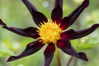 Dahlia 'Obsidienne de Verrone' - Honka Black dahlia