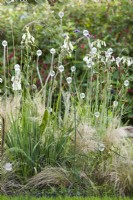 Sculpture en verre avec des graminées ornementales Carex et Molinia.