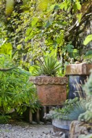 Pot d'argile ornemental surélevé à l'aloès, près d'une auge surélevée avec des plantes succulentes. Près d'Euphorbia et d'un Ficus formé par le mur - Fig.