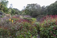 Jardin de fin d'été 'style prairie', avec Kniphofia, Persicaria amplexicaulis, Carotte sauvage et graminées