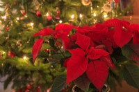 Un poinsettia rouge crée l'ambiance de Noël, avec un sapin de Noël avec des guirlandes lumineuses derrière.
