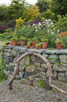 Mur de pierres sèches dans un jardin avec plantes grasses dans des pots en terre cuite, bois flotté et gravier en premier plan.