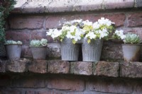Pots en métal galvanisé sur une étagère en brique plantée de succulentes et d'Impatiens