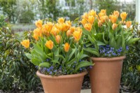 Pots avec Tulipa 'Brilliant Orange' sous-planté avec des annuelles Myosotis 'Bluesylva'.