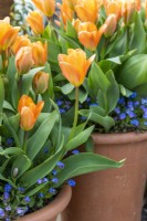 Pots avec Tulipa 'Brilliant Orange' sous-planté avec des annuelles Myosotis 'Bluesylva'.