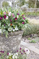Pot avec plantation mixte de Tulipa 'Flaming Flag', 'Persian Pearl', Hyacinthus 'Pink Pearl' et Viola blanche