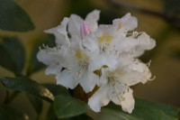 Une fleur de Rhododendron blanc