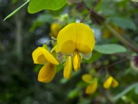 Amicia zygomeris - Amicia à feuilles de joug Fleurs jaunes à la mi-septembre