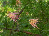 Grevillea Semperflorens floraison mi-septembre