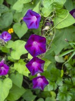 Ipomoea tricolor - Morning Glory, floraison mi-septembre