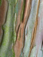 Écorce d'eucalyptus dalrympleana