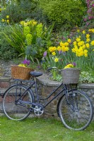 Vieux vélo avec panier planté de fleurs de printemps à Norfolk cottage garden
