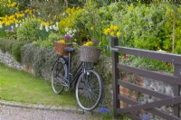 Vieux vélo avec panier planté de fleurs de printemps à Norfolk cottage garden