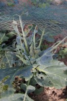 Larves de Pieris brassicae - Grand papillon blanc sur Brassica - Chou. Le filet n'a pas réussi à protéger complètement les plantes
